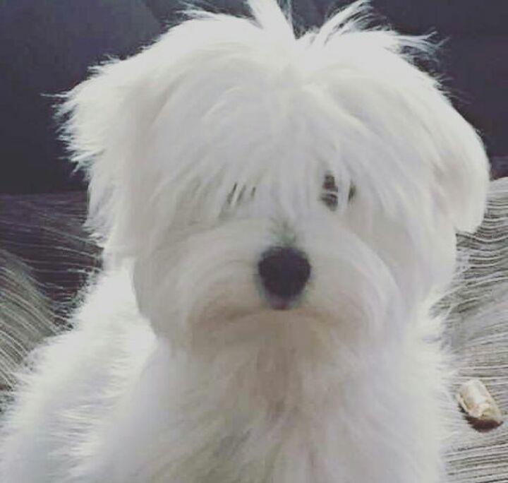 Coton-de-Tulear