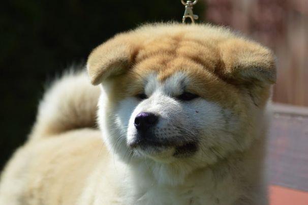 Akita-Inu-
