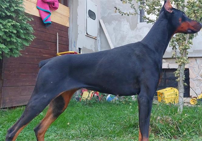 Doberman