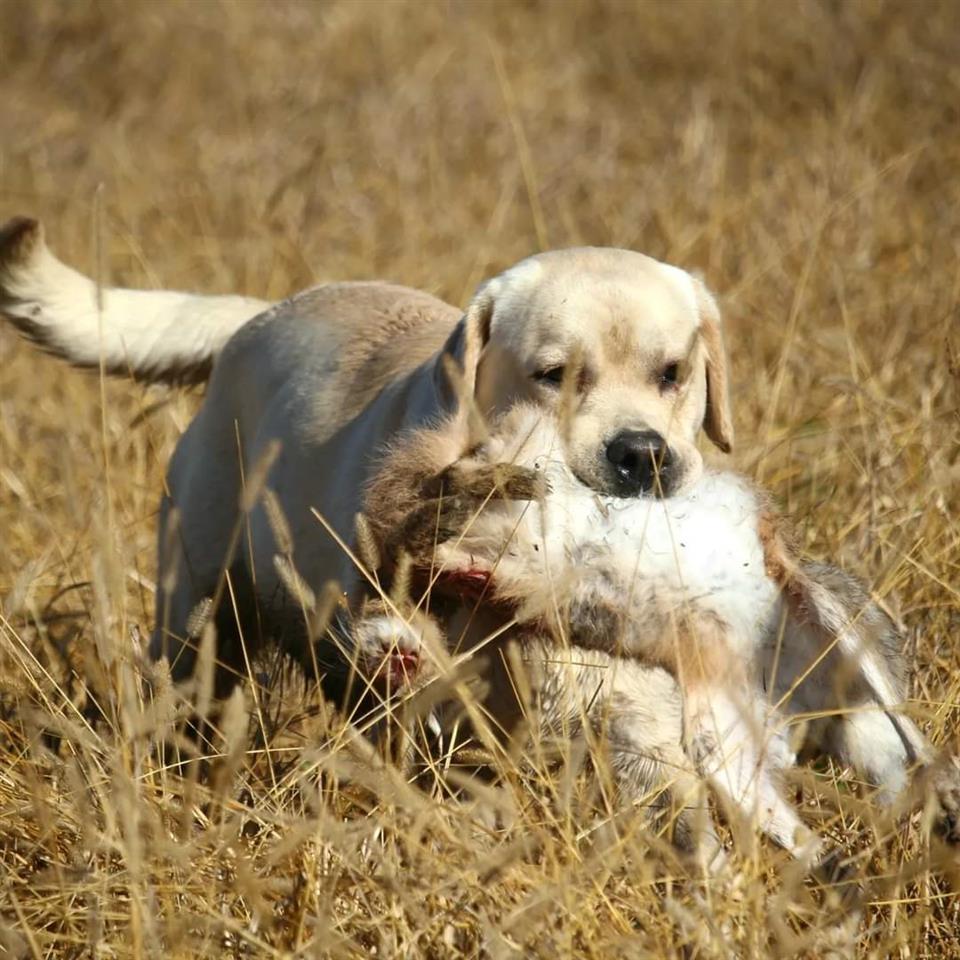 Labrador-retriver-štenci-