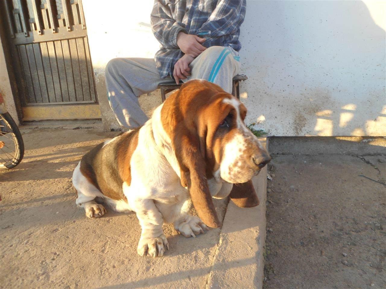 Baset--Muzjak-za-parenje--Basset-Hound-