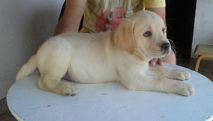 Labrador-štenci