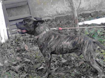 -pit-bull-terrier-tri-steneta