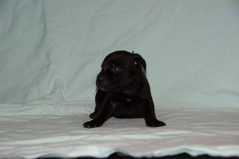 Cane-Corso-štenad