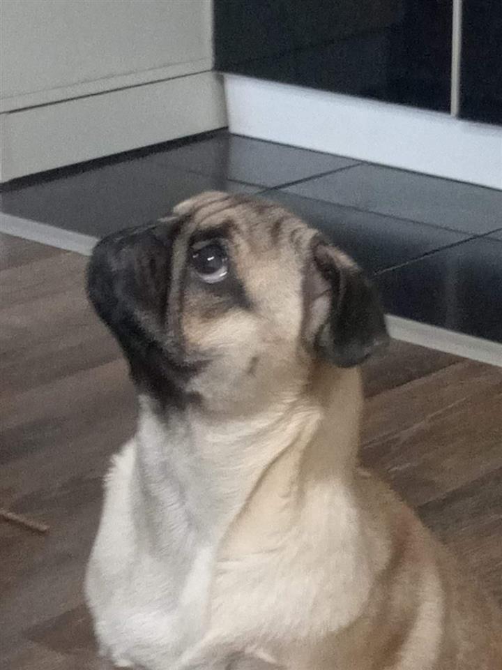 Mops
