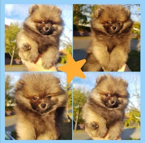 Mini Pom Boo