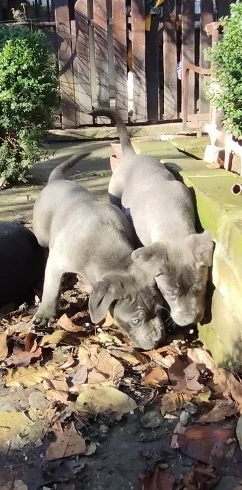 Cane-Corso-štenci
