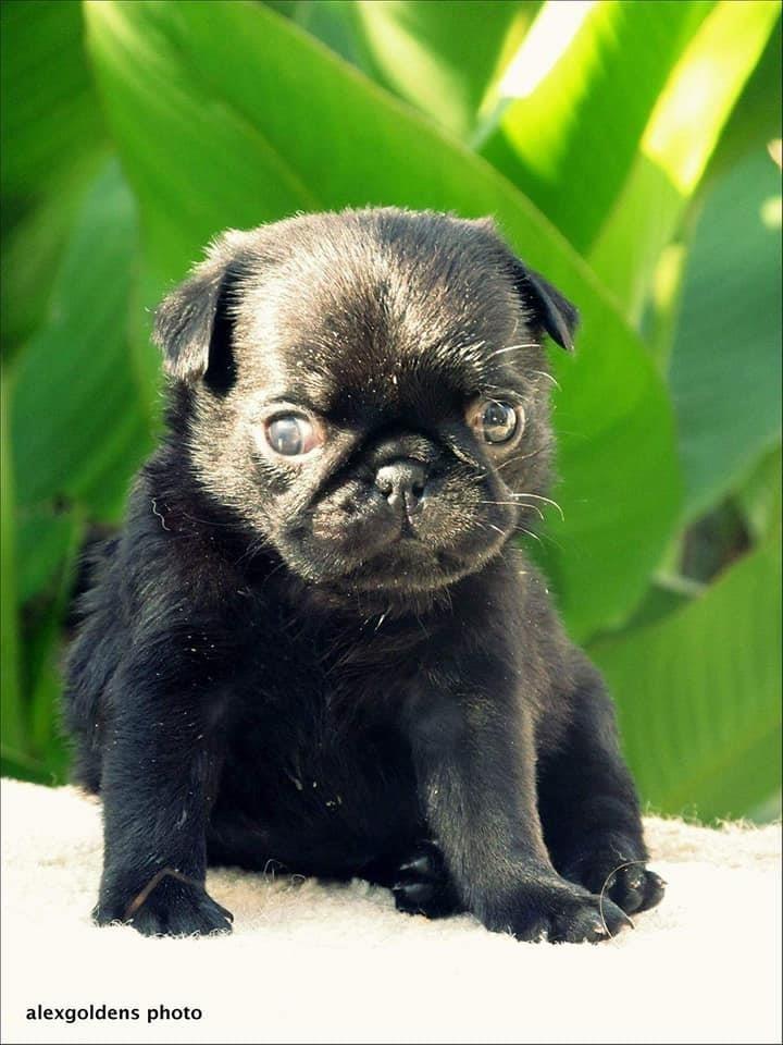 Mops-štenci
