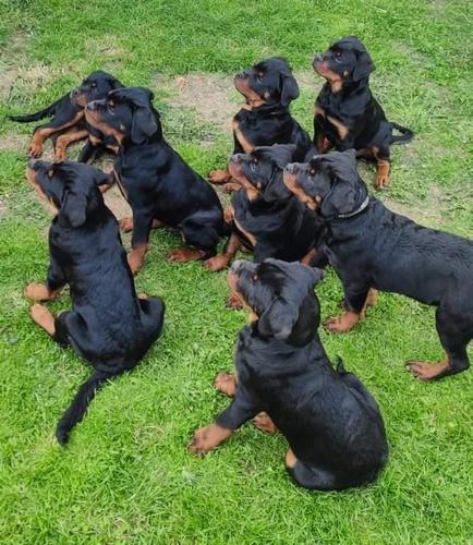  Rottweiler stenci 