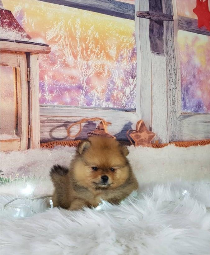 Mini-Boo-Pomeranac