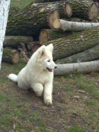 Samojed---ženka
