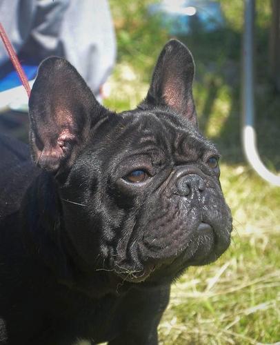 FRANCUSKI BULDOG spreman za parenje