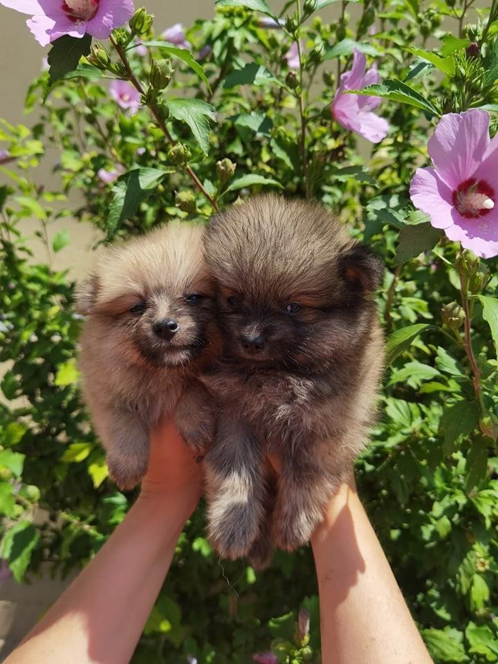 Pomeranski-špic