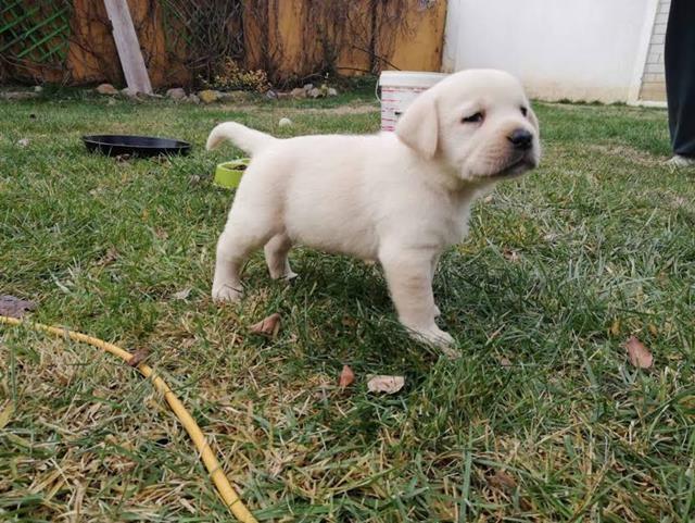 Prelepi-stenci-LABRADORA