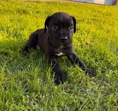 Cane-Corso-štenci