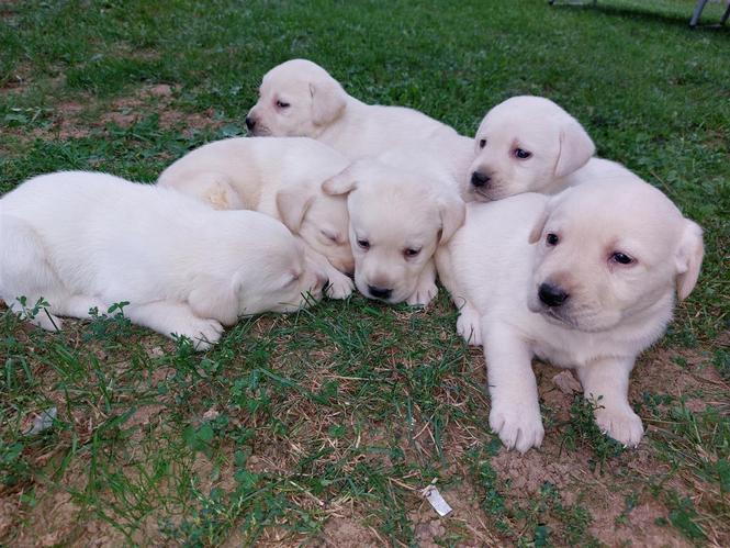 Labradori