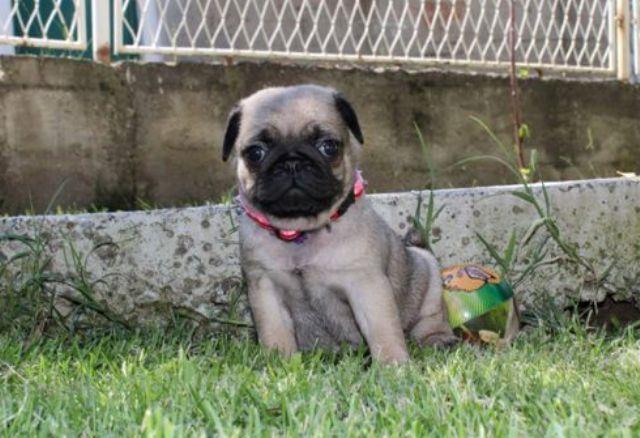 Mops--štenci