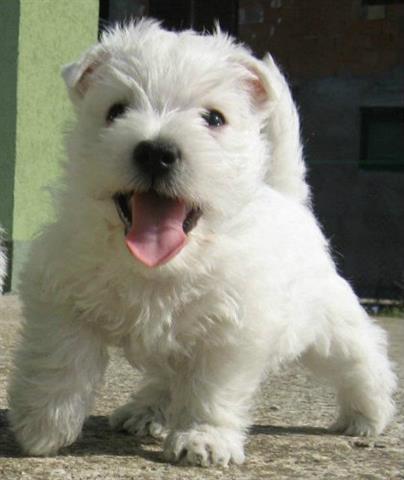 Westie štene