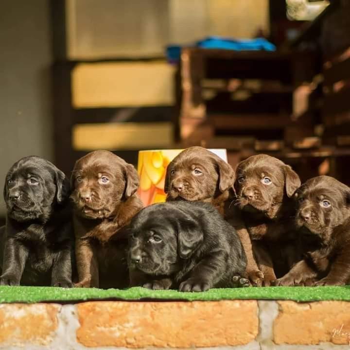 Labrador-retriver-