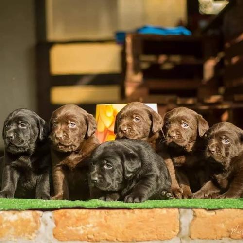 Labrador retriver 