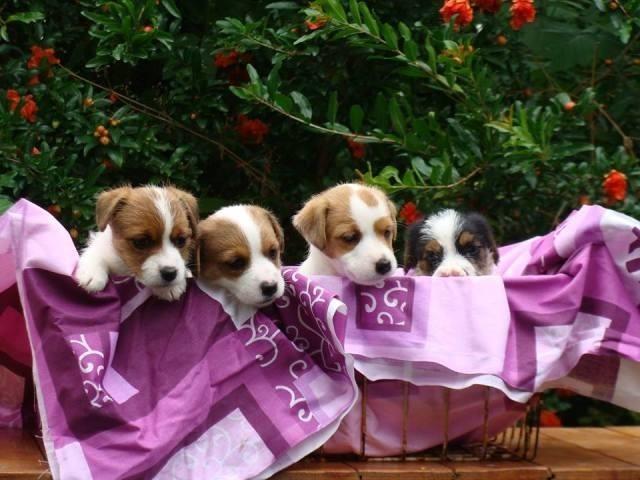 Jack-Russell-terrier-