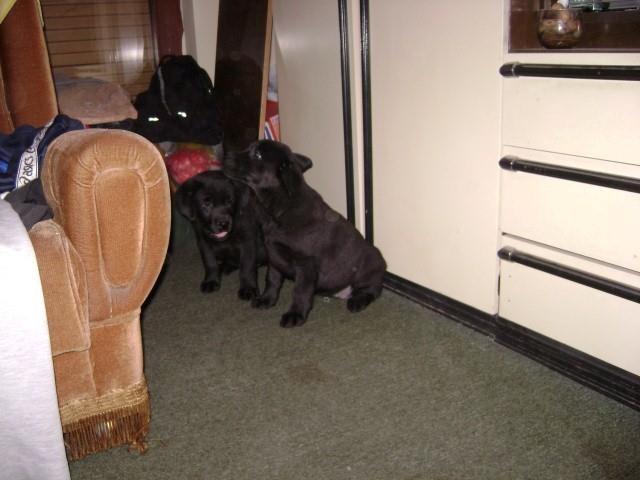 Labrador Retriver
