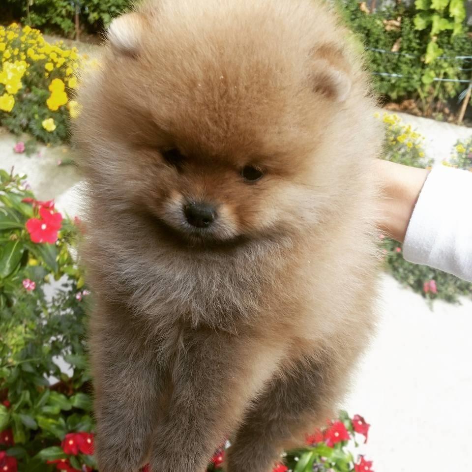 Pomeranac-Boo