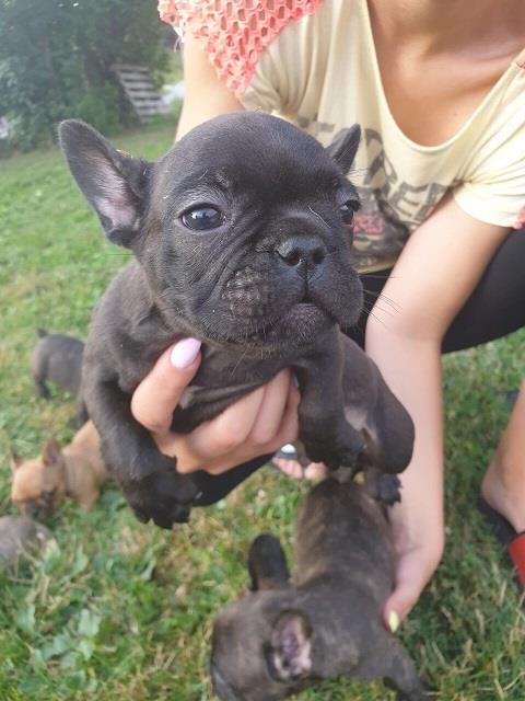 Francuski-buldog-štenci