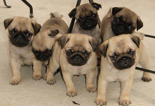 Mops