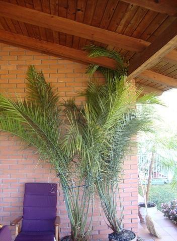 Palme