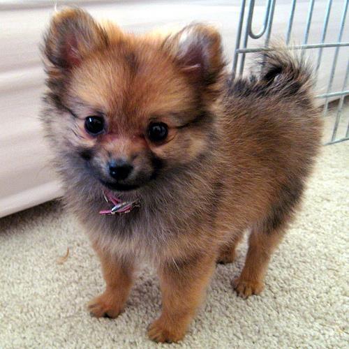 Pomeranian