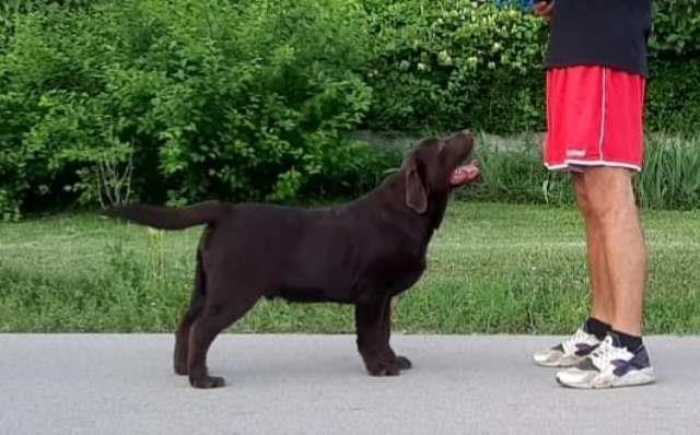 Labrador-Retriver--čokoladni-štenci