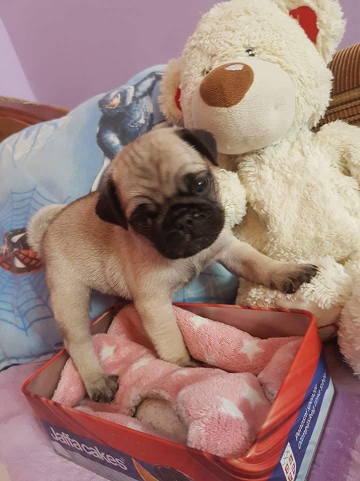 Mops-stenad