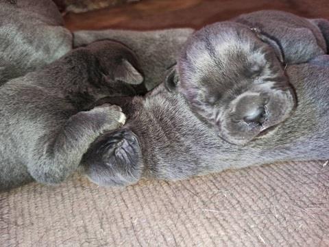 Cane-corso-štenci
