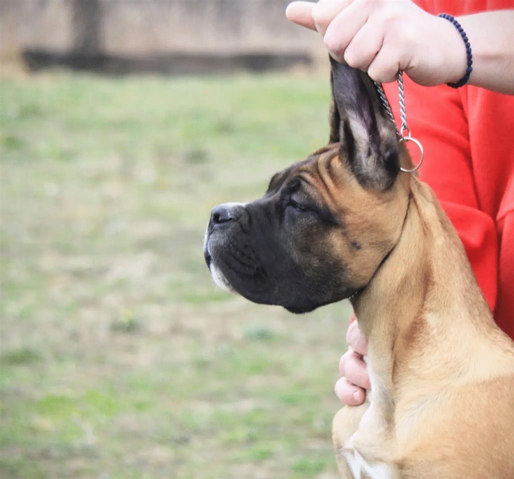 Cane-Corso-štenci-