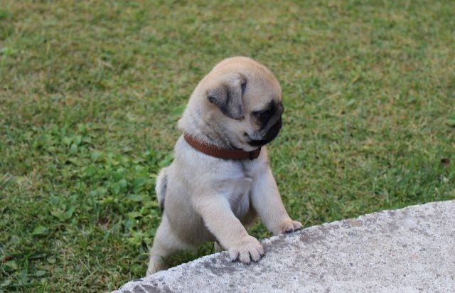 Mops--štenci