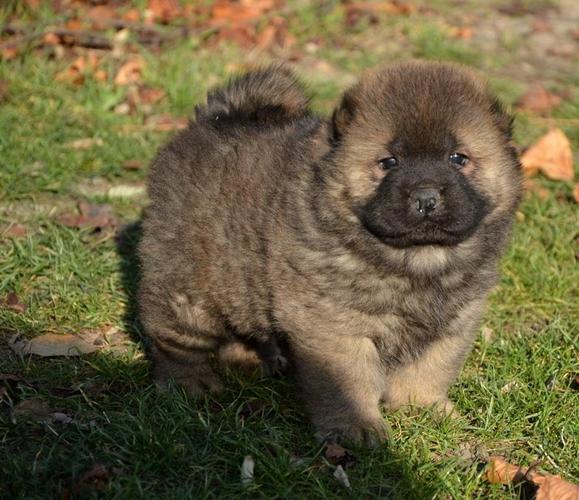 Chow  chow stenci