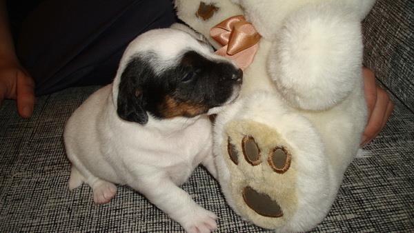 Jack Russell terrier