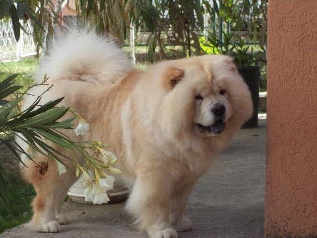 CHOW-CHOW stenci