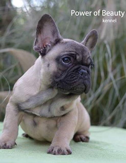 Francuski-buldog-