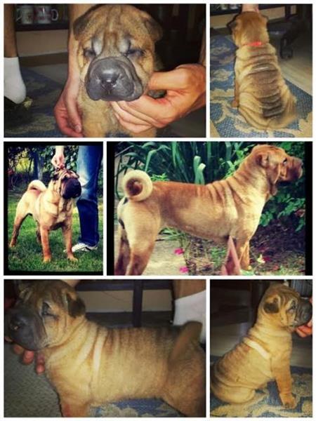 Shar-Pei-stenad