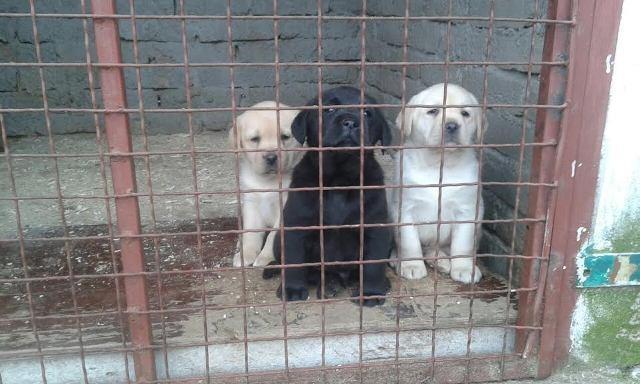 Labrador-štenci