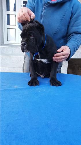 Cane corso stenci 