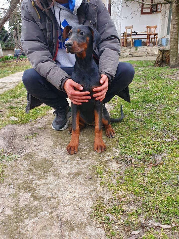 Doberman-štenci