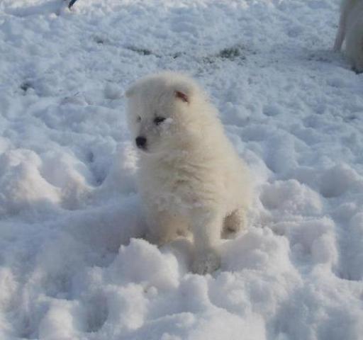 Samojed--kvalitetni-stenci