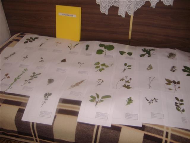 Herbarijum 30 biljaka