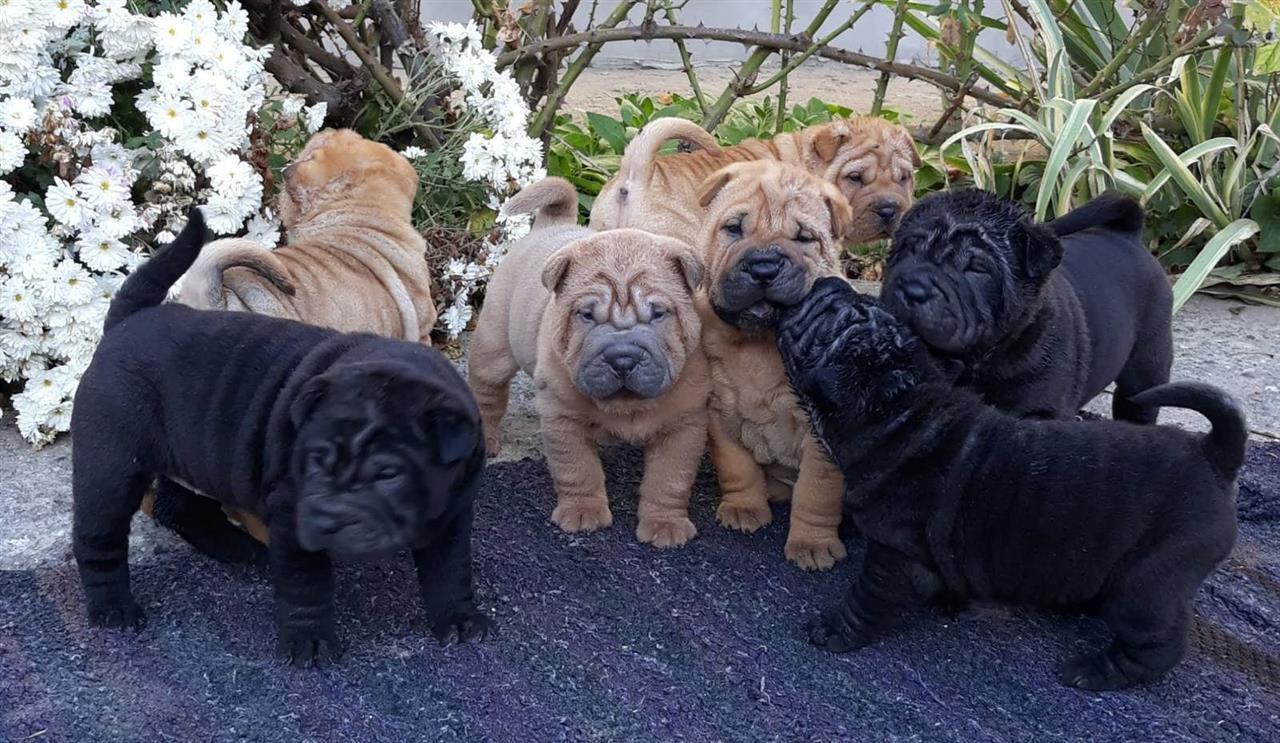 Shar-Pei-štenci-