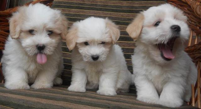 COTON-de-TULEAR---samp--porekla