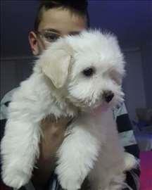 Cotton-de-Tulear