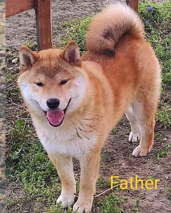 Šiba-Inu-štenci